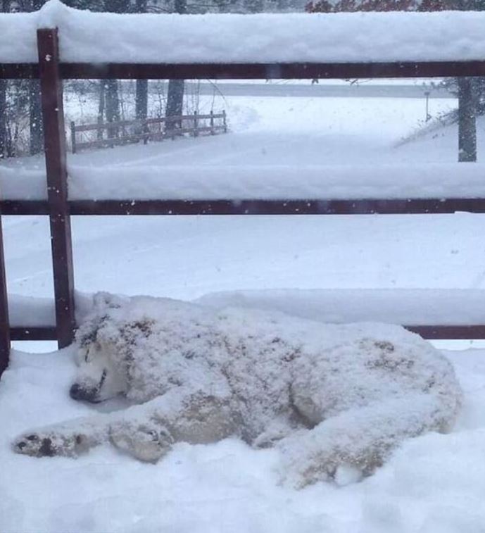 20+ times animals saw snow for the first time and look at their expressions 5
