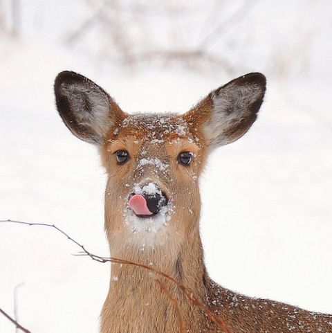 20+ times animals saw snow for the first time and look at their expressions 9