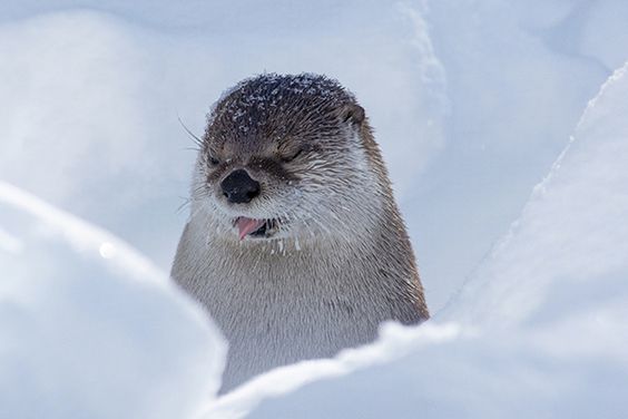 20+ times animals saw snow for the first time and look at their expressions 12