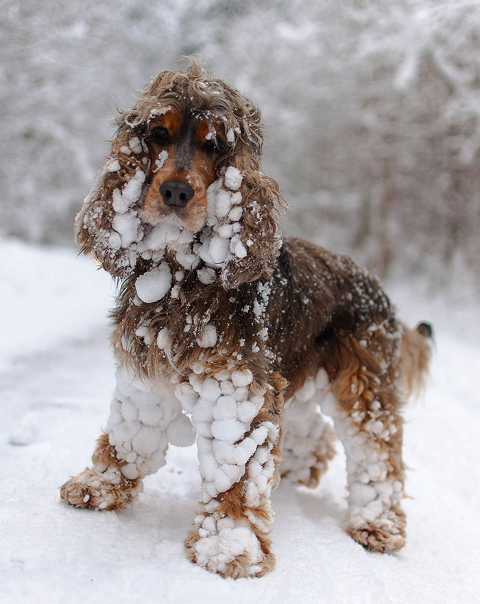 20+ times animals saw snow for the first time and look at their expressions 13