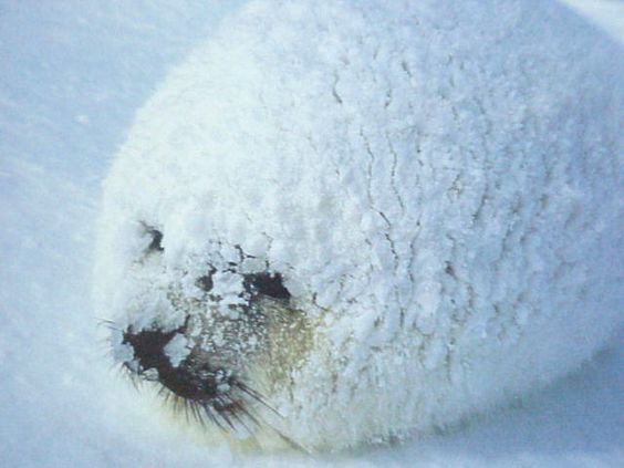 20+ times animals saw snow for the first time and look at their expressions 14