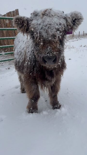 20+ times animals saw snow for the first time and look at their expressions 16
