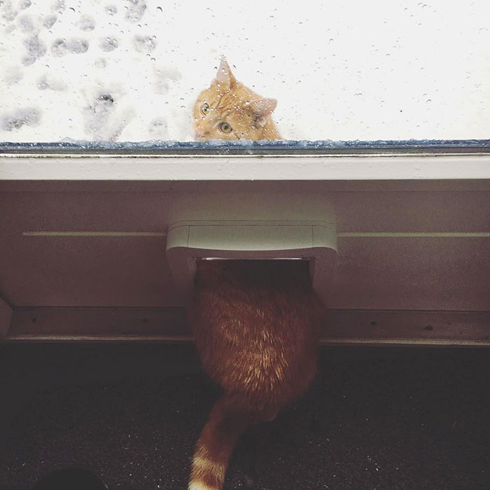 20+ times animals saw snow for the first time and look at their expressions 17