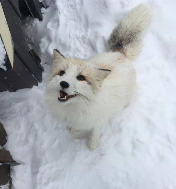 20+ times animals saw snow for the first time and look at their expressions 18