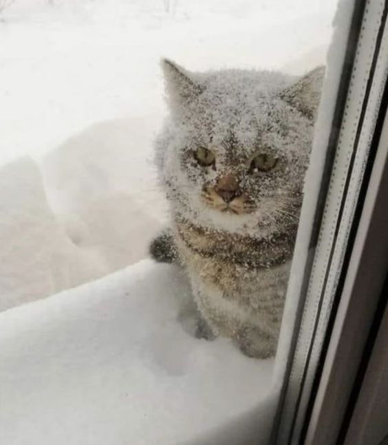 20+ times animals saw snow for the first time and look at their expressions 20