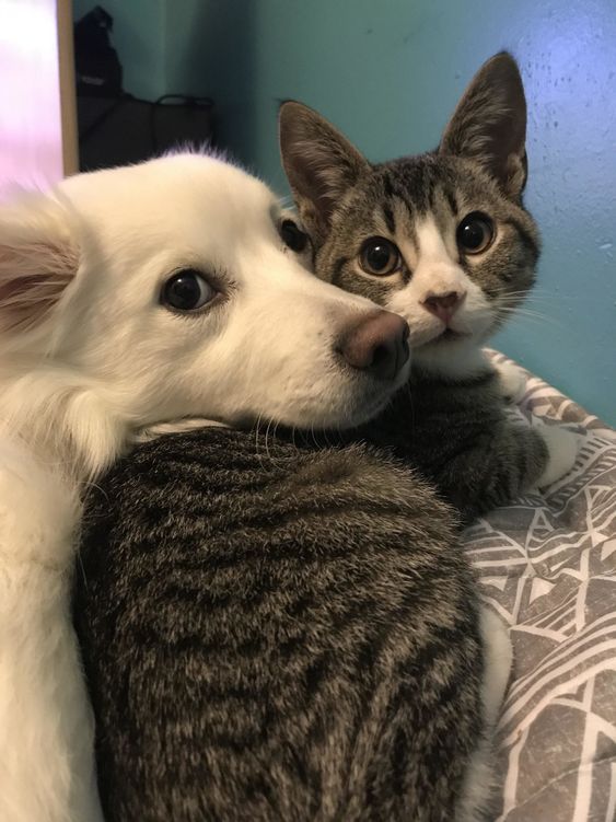12+ Images show that dogs and cats can be pairs of best friends 11