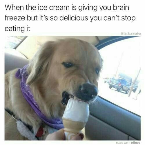 15+ 'dog memes' that have no right to be this funny 4