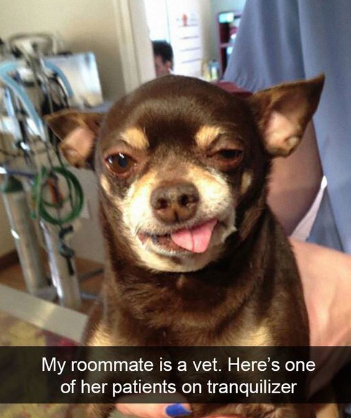 15+ 'dog memes' that have no right to be this funny 9