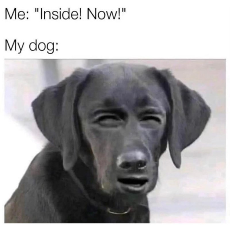 15+ 'dog memes' that have no right to be this funny 10