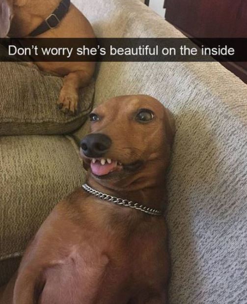 15+ 'dog memes' that have no right to be this funny 13