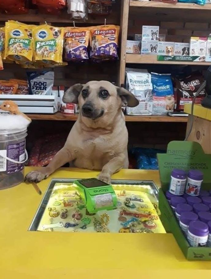 15+ photos of animals doing jobs that will make you love them to bits 6