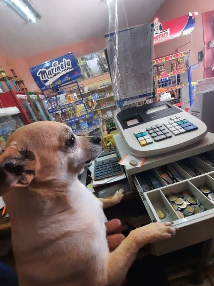 15+ photos of animals doing jobs that will make you love them to bits 7