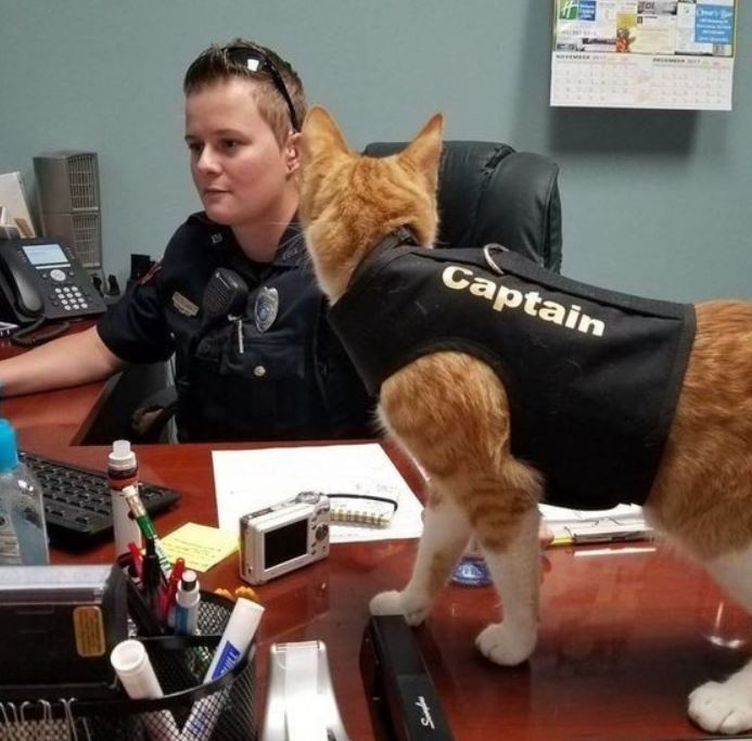 15+ photos of animals doing jobs that will make you love them to bits 15