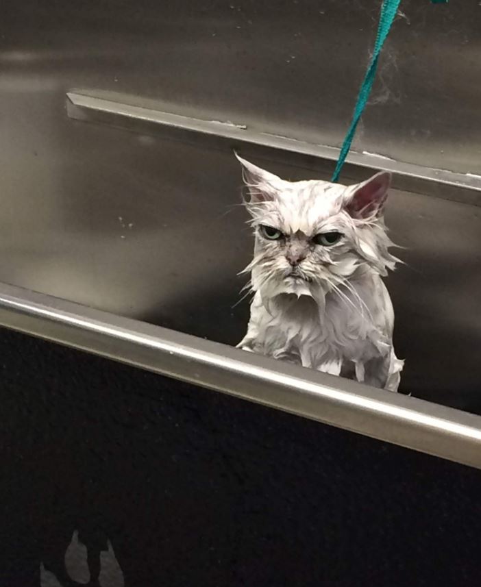 14+ Animals that look so angry but will make you love them to bits 1