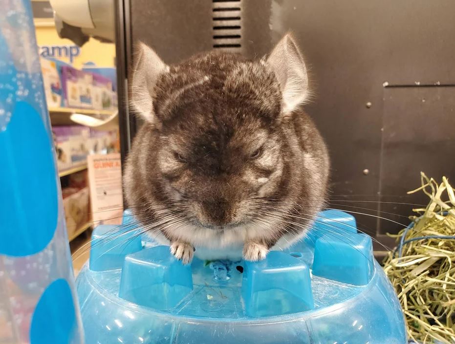  I encountered a very angry Chinchilla at a local pet store today.  