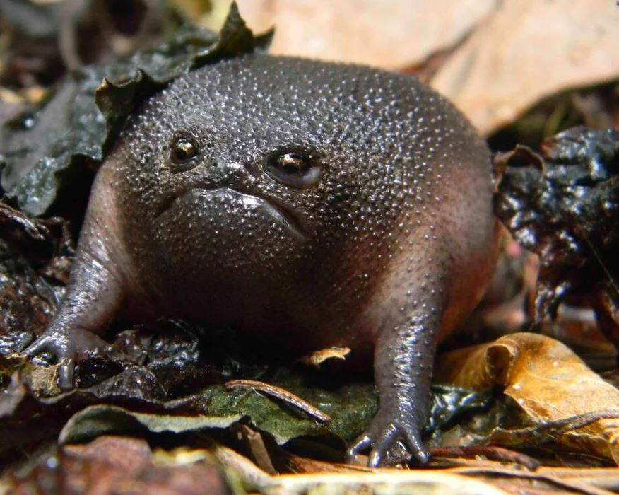 14+ Animals that look so angry but will make you love them to bits 13
