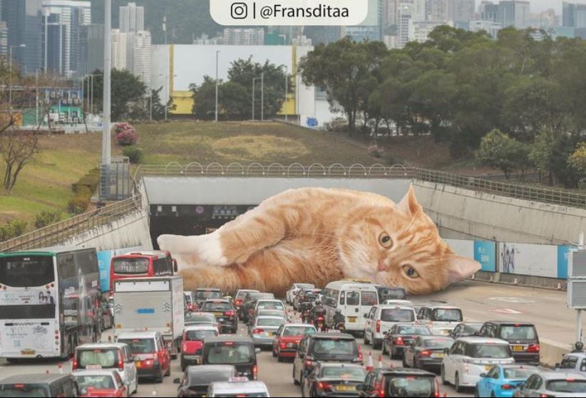 20+ Photoshop cats transformed into giants that dominate the whole world 6