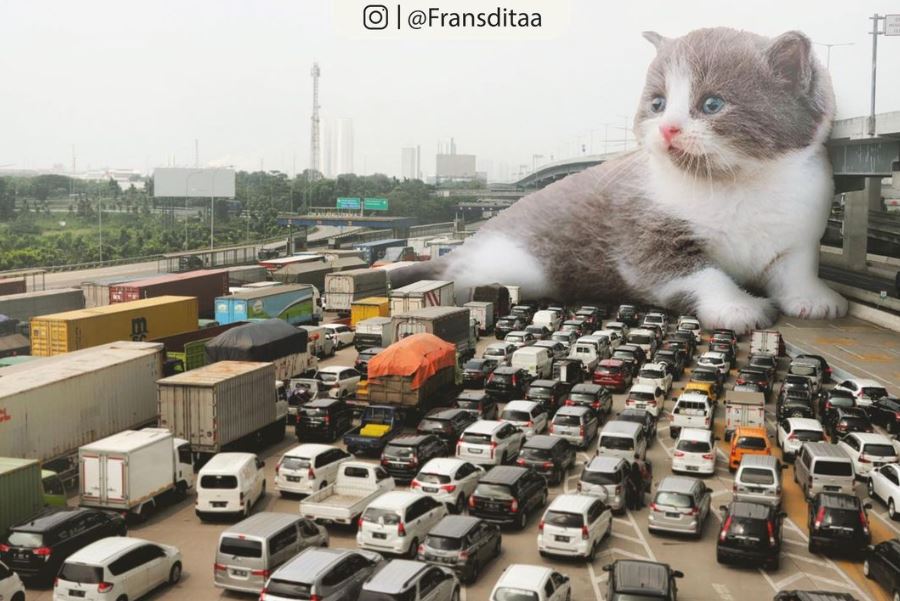 20+ Photoshop cats transformed into giants that dominate the whole world 10
