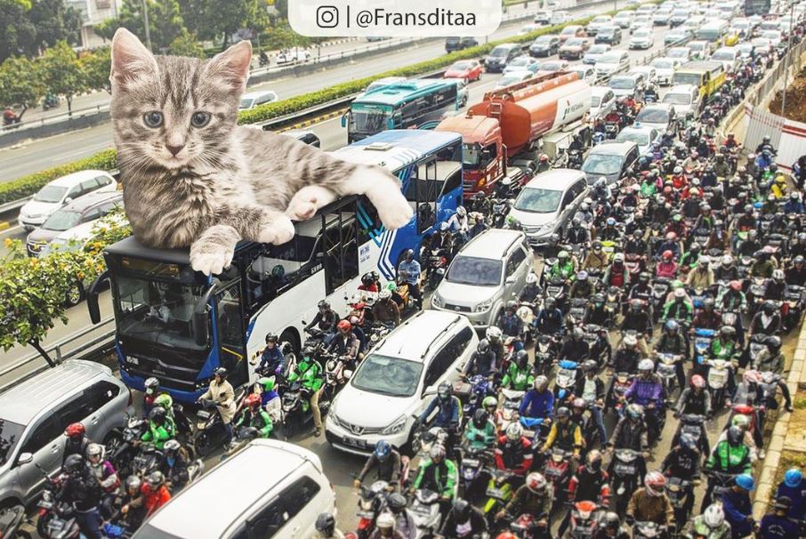 20+ Photoshop cats transformed into giants that dominate the whole world 11