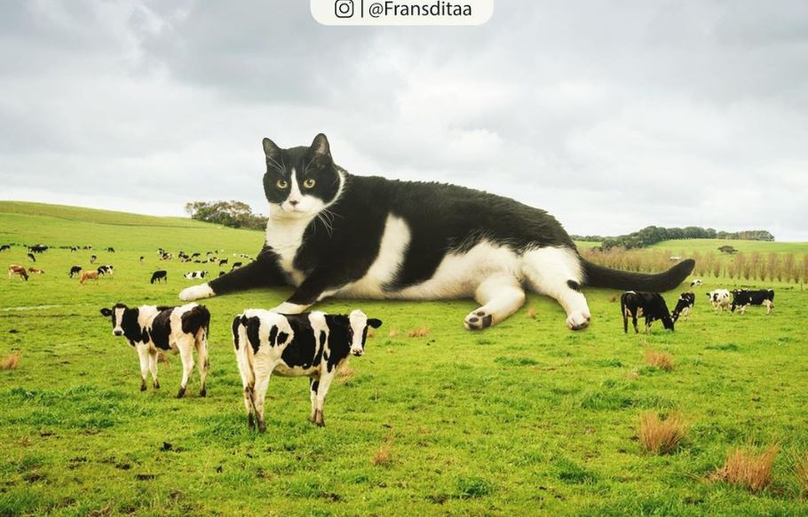 20+ Photoshop cats transformed into giants that dominate the whole world 19