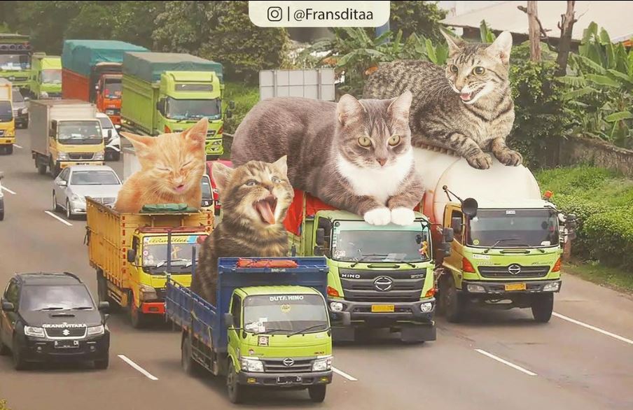 20+ Photoshop cats transformed into giants that dominate the whole world 20