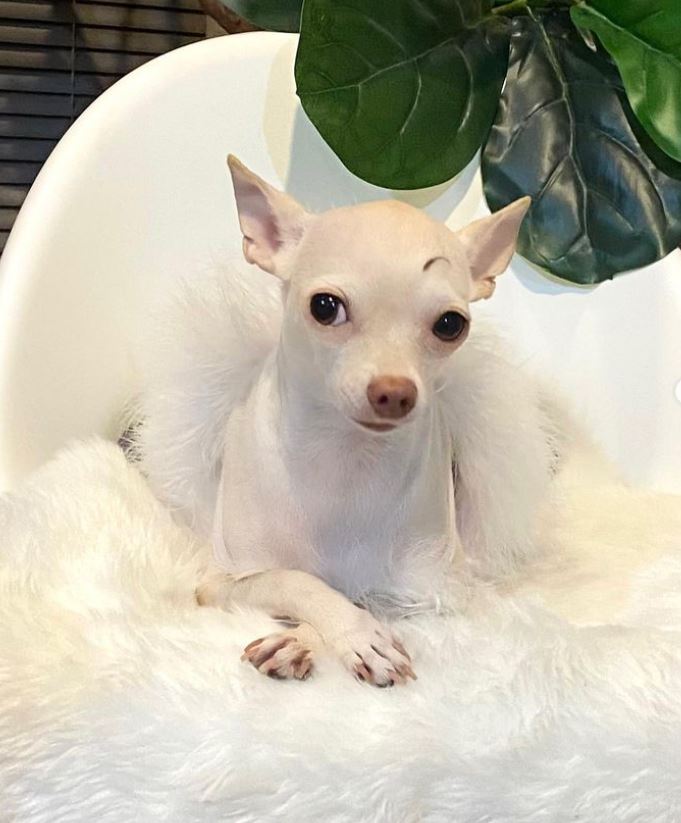 15 pics of famous dogs who went viral with feminine looks 12