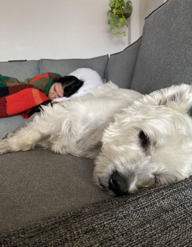 Giant dog pillow