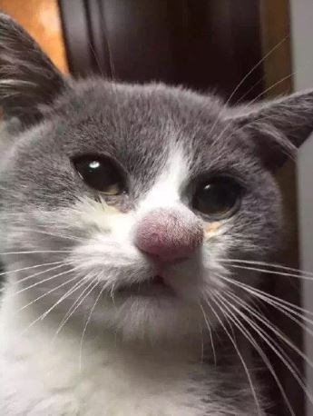 12 Hilarious photos of animals stung by bees 1