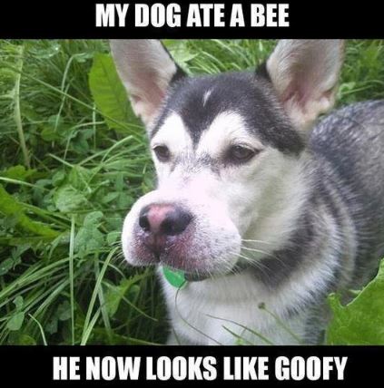 12 Hilarious photos of animals stung by bees 2