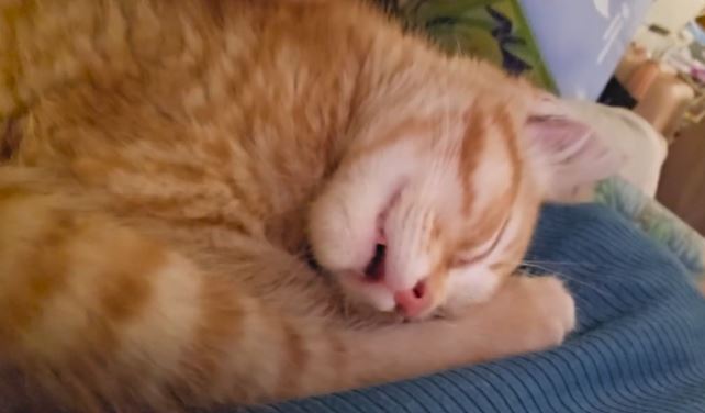 12 Memes animals sleeping and snoring loudly that they make people gasp 3