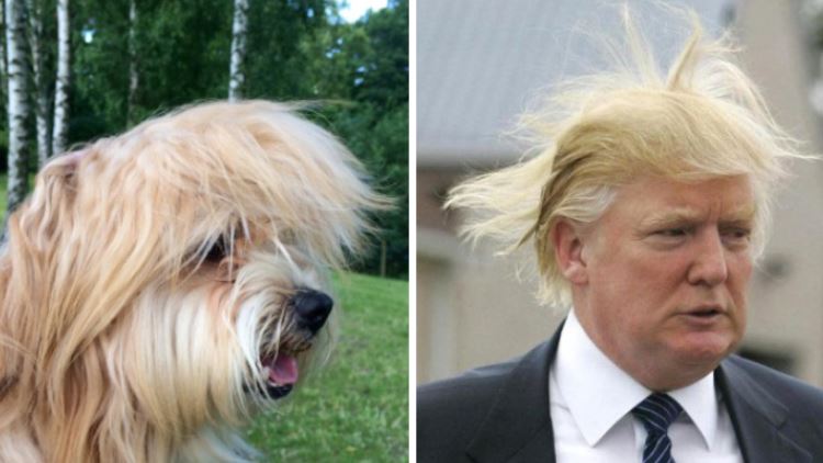13+ animals who look like celebrities that people can't stop sharing 3