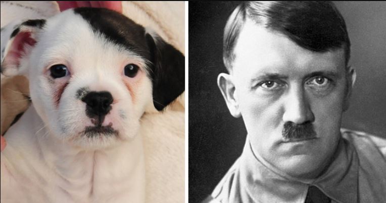 13+ animals who look like celebrities that people can't stop sharing 4