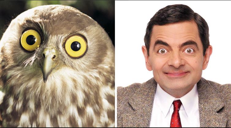 13+ animals who look like celebrities that people can't stop sharing 5