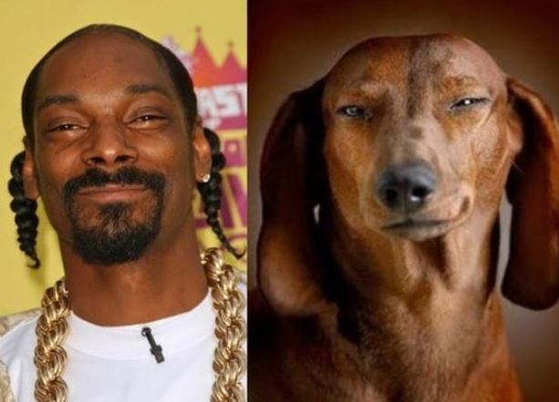 13+ animals who look like celebrities that people can't stop sharing 7