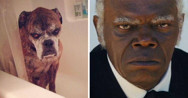 13+ animals who look like celebrities that people can't stop sharing 8