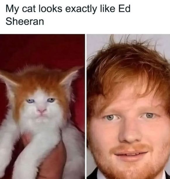 13+ animals who look like celebrities that people can't stop sharing 9