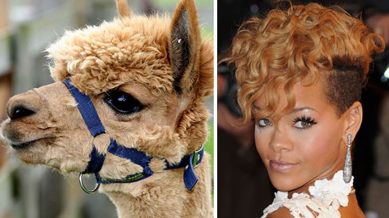 13+ animals who look like celebrities that people can't stop sharing 10