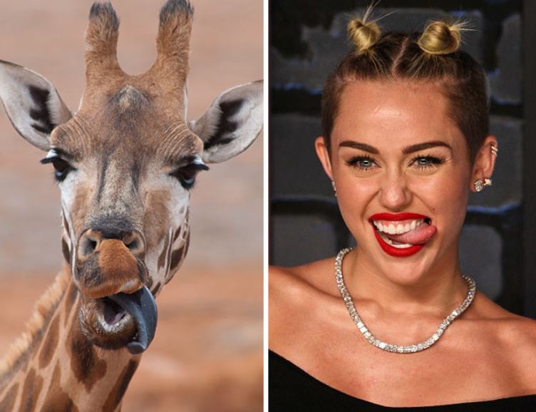 13+ animals who look like celebrities that people can't stop sharing 11