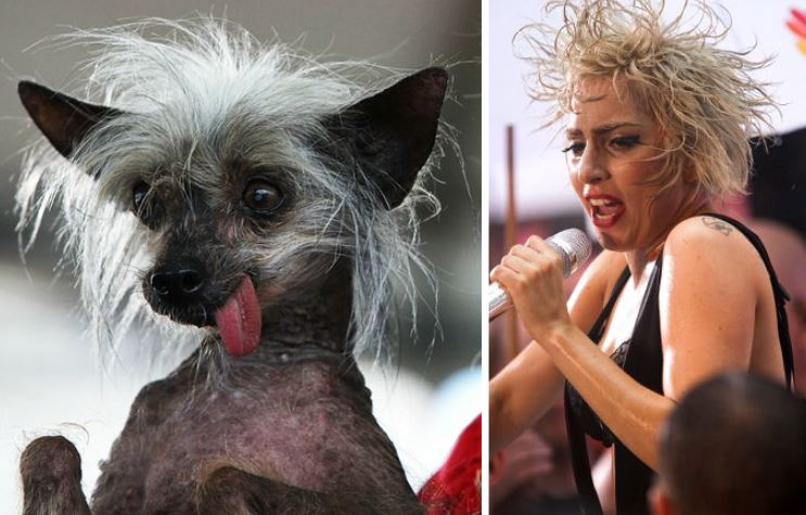 13+ animals who look like celebrities that people can't stop sharing 12