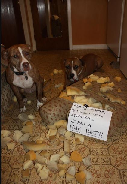 13 times animals destroy your day, leaving you speechless 1