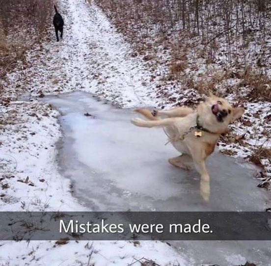 13 times animals destroy your day, leaving you speechless 12