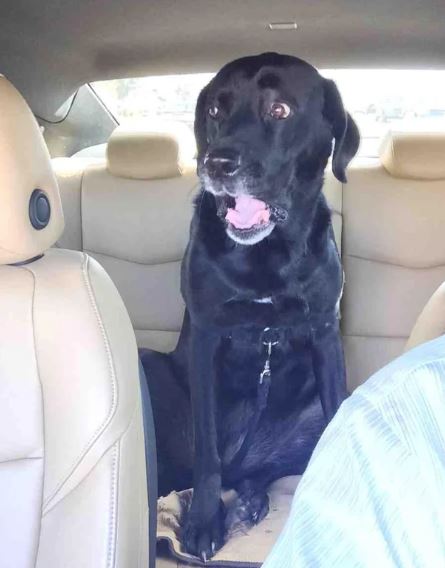 15 times dogs 'reaction' realized he's going to the vet stead of the park 8