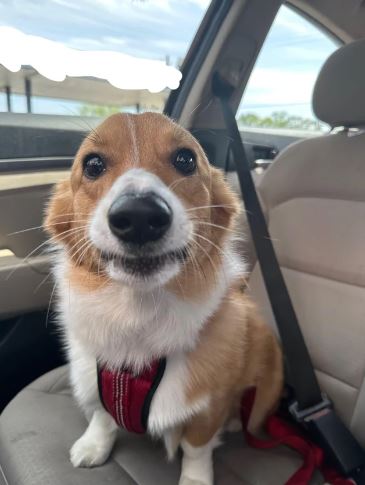 15 times dogs 'reaction' realized he's going to the vet stead of the park 9