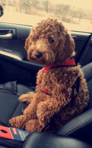 15 times dogs 'reaction' realized he's going to the vet stead of the park 10