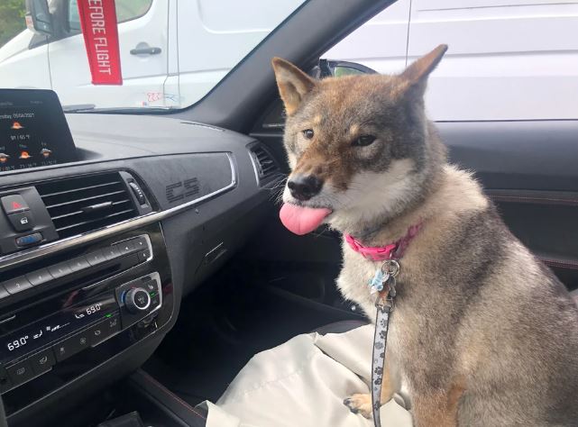 15 times dogs 'reaction' realized he's going to the vet stead of the park 12