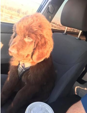 15 times dogs 'reaction' realized he's going to the vet stead of the park 13