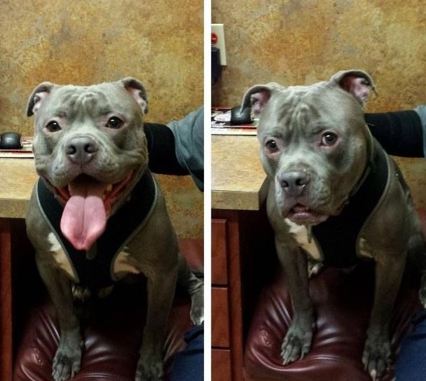 15 times dogs 'reaction' realized he's going to the vet stead of the park 15