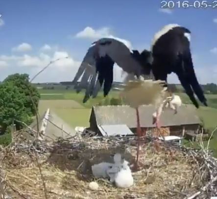 Heartbreaking moment: Stork gives up its own chick to increase survival chances of other babies 1