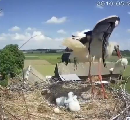 Heartbreaking moment: Stork gives up its own chick to increase survival chances of other babies 3