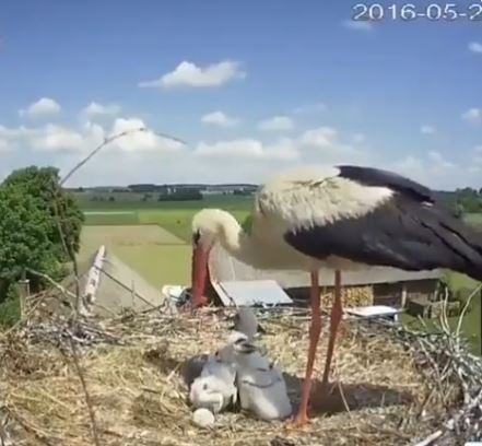 Heartbreaking moment: Stork gives up its own chick to increase survival chances of other babies 4